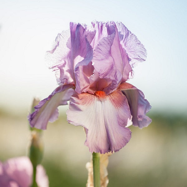 Wine Festival Iris