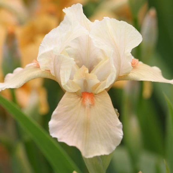 Apricot Silk Iris - representative mature plant