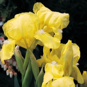 Baby Blessed Dwarf Iris - representative mature plant