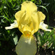 Blessed Again Iris
