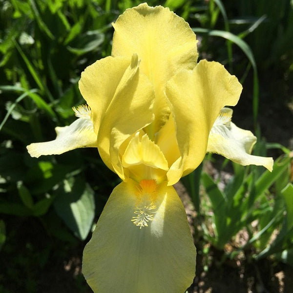 Blessed Again Iris