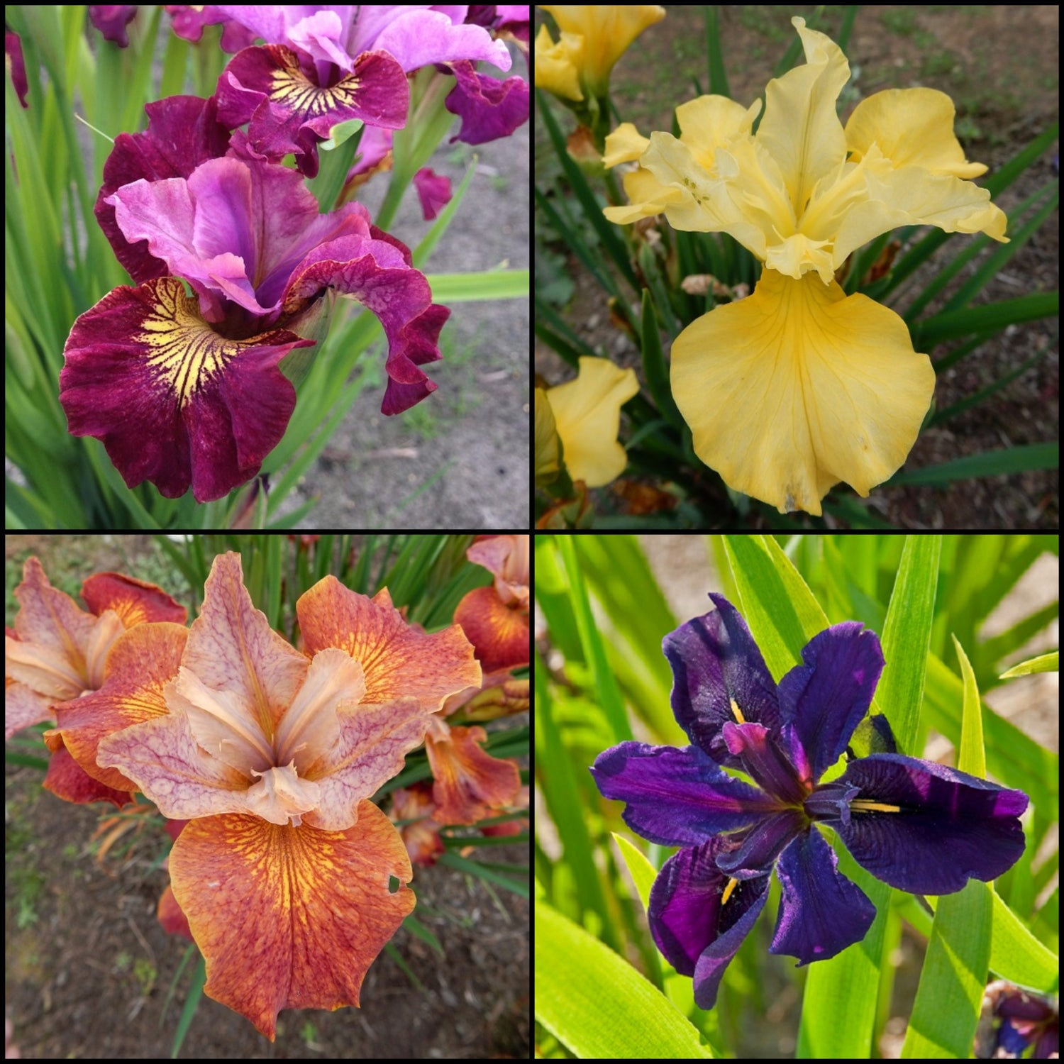 Spring Specialty Iris Collection