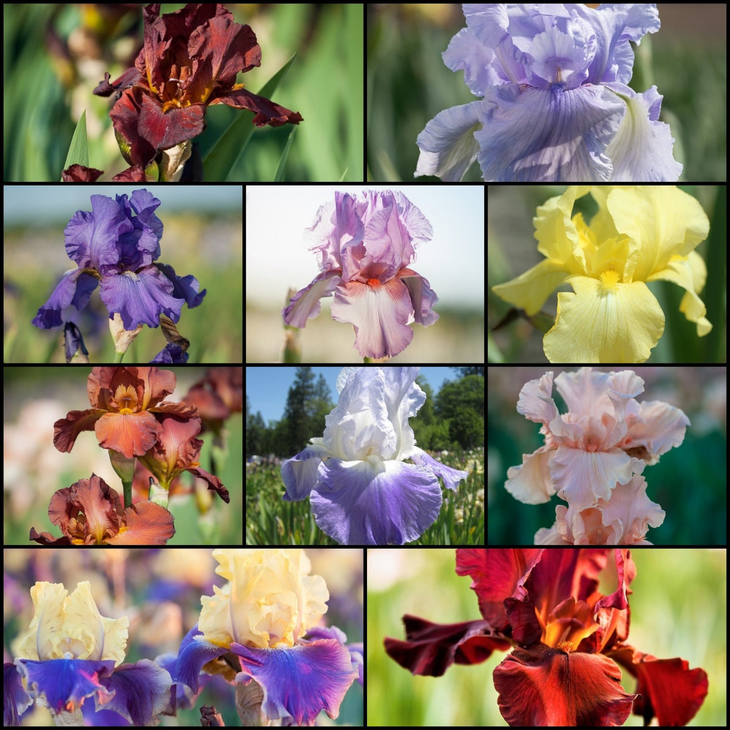 Spring Top 10 Iris Collection