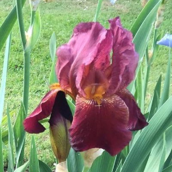 Caldron Iris - 50 Pack - Wholesale Exclusive