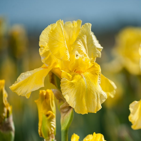 Pleasant Peasant Iris - 50 Pack - Wholesale Exclusive