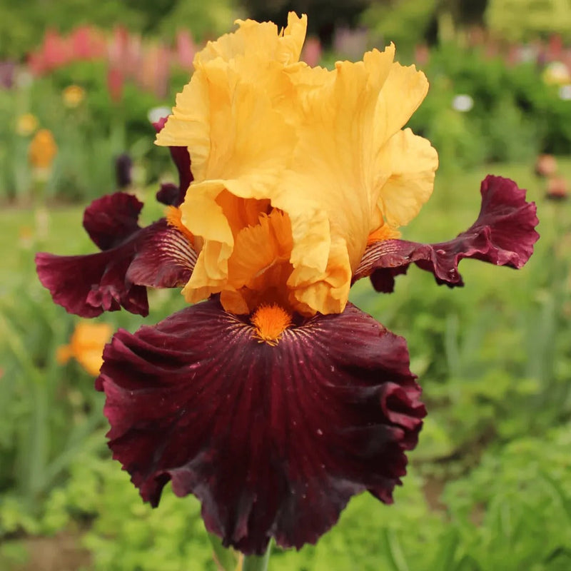 Top Notch Iris Collection