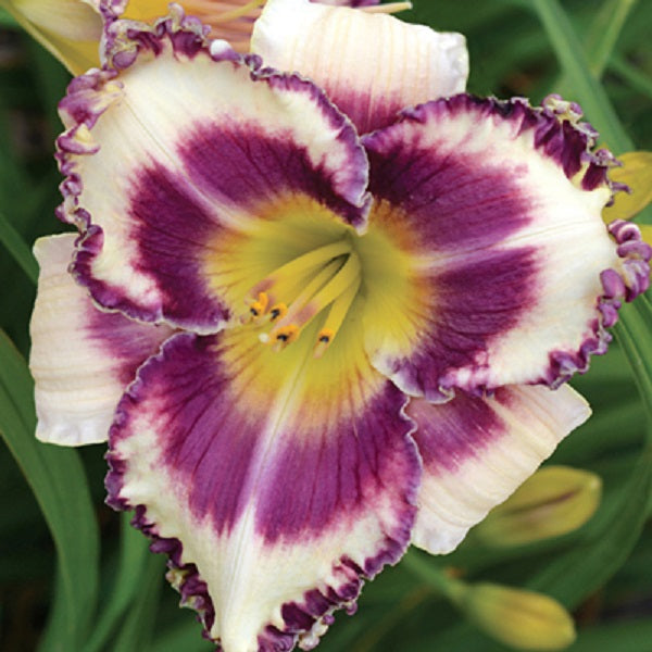 Impish Picotee Daylily