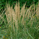 Indian Steel Indian Grass