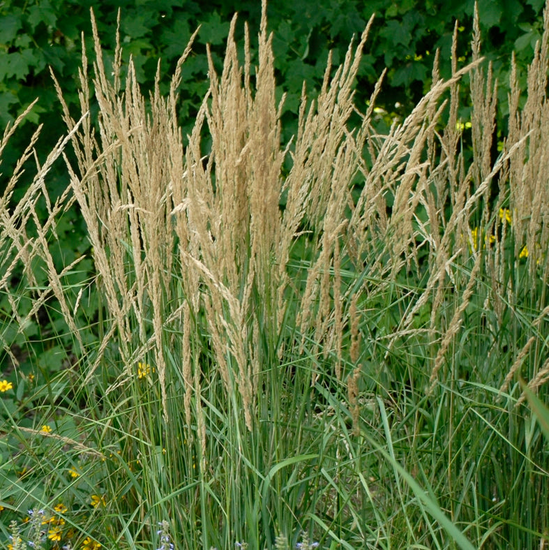 Indian Steel Indian Grass