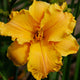 Indira - Daylily