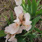 The Tall and Short of It. Tall Bearded and Dwarf Bearded Iris Bundle - Save $25