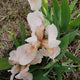 Betsey Boo Dwarf Iris - representative mature plant