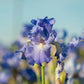 Blue Reblooming Iris