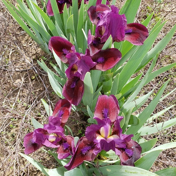 Candy Apple - Dwarf Iris