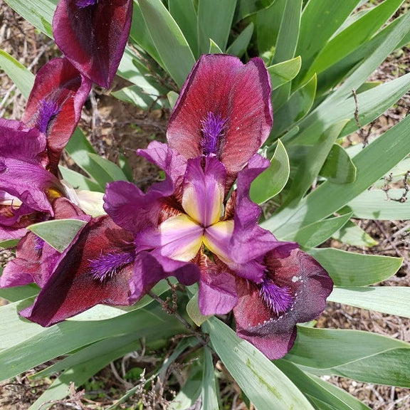 Candy Apple Dwarf Iris - representative mature plant