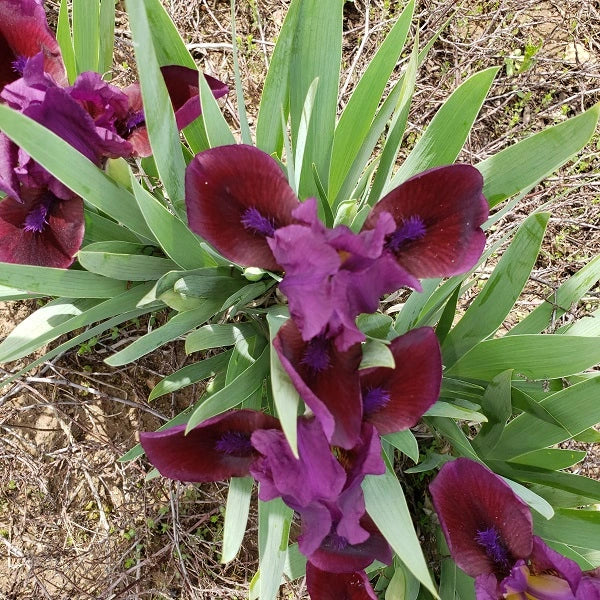 Candy Apple - Dwarf Iris