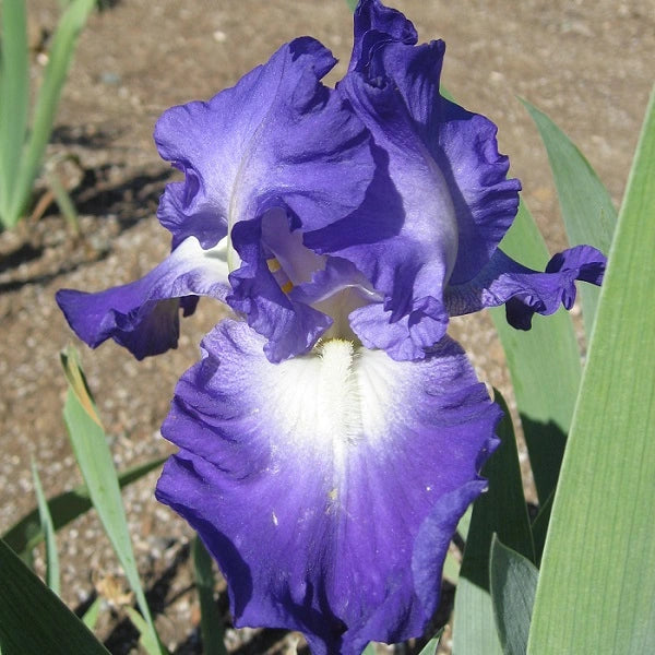 City Lights Iris