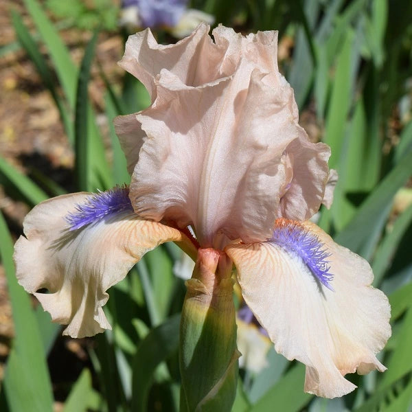 Concertina Iris