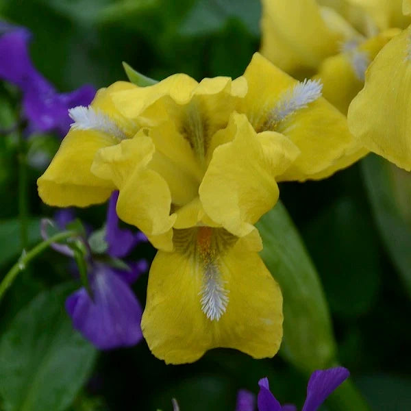 Gold Scarlet Dwarf Iris - representative mature plant