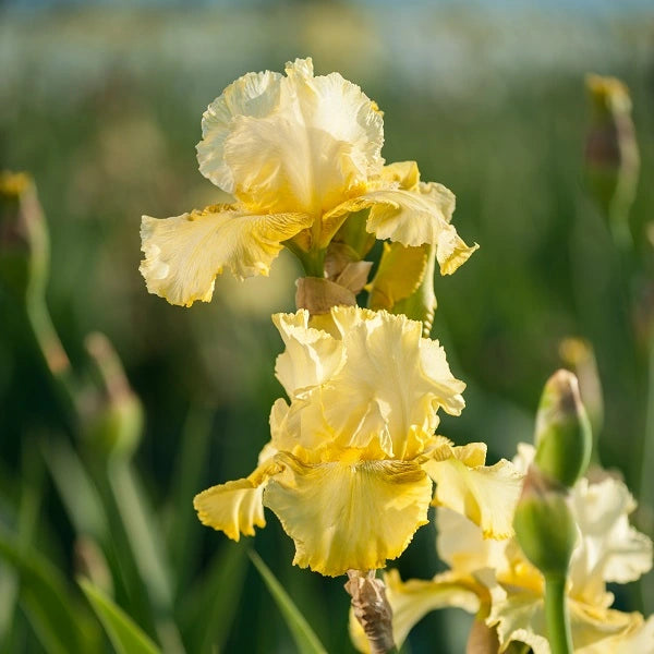 Harvest of Memories Iris