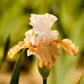 Invitation Iris