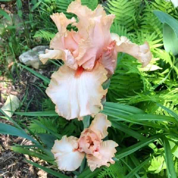 October Splender Iris