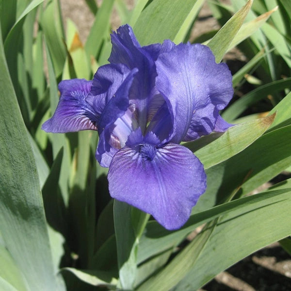 Smell the Roses - Dwarf Iris