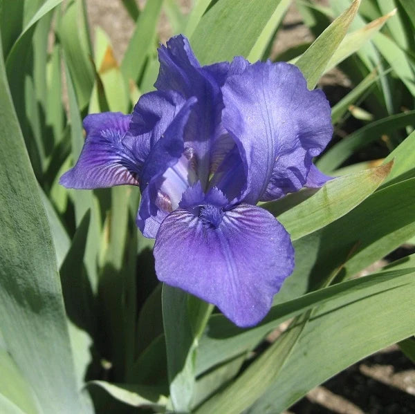 Smell the Roses Dwarf Iris - representative mature plant