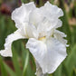 White Reblooming - Iris