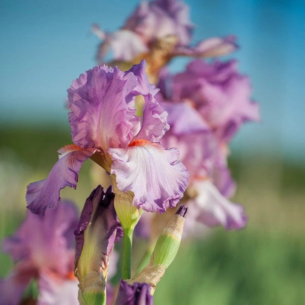 Wine Festival Iris