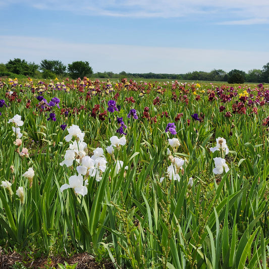 Baker's Dozen Iris (13)
