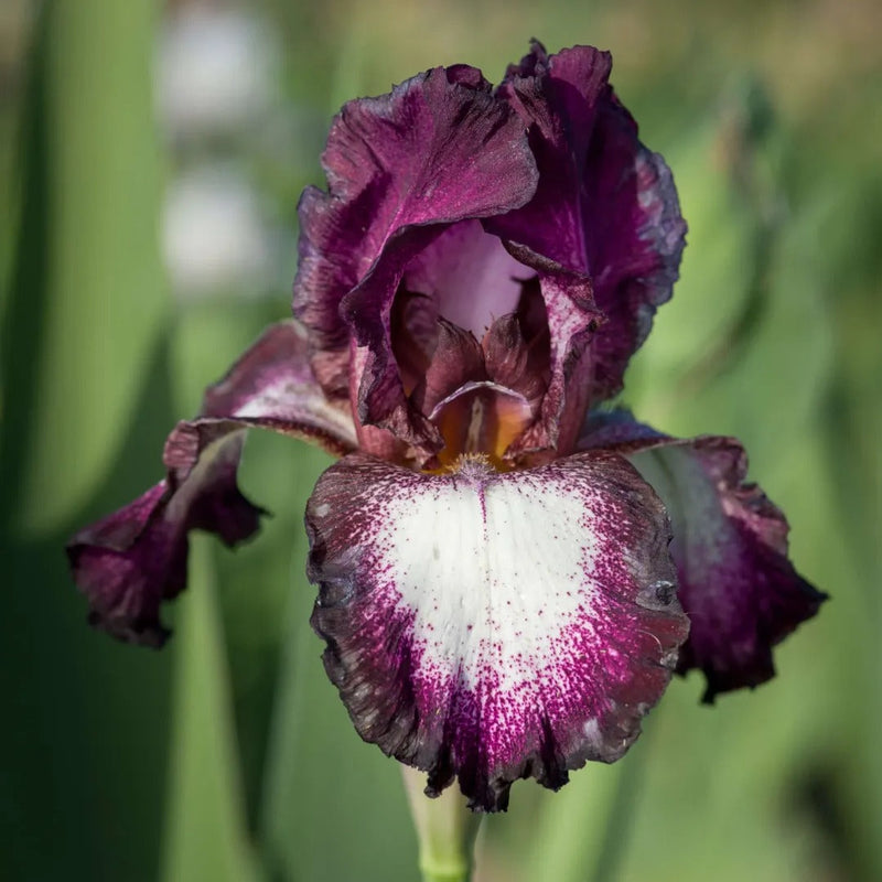 Reblooming Iris Collection