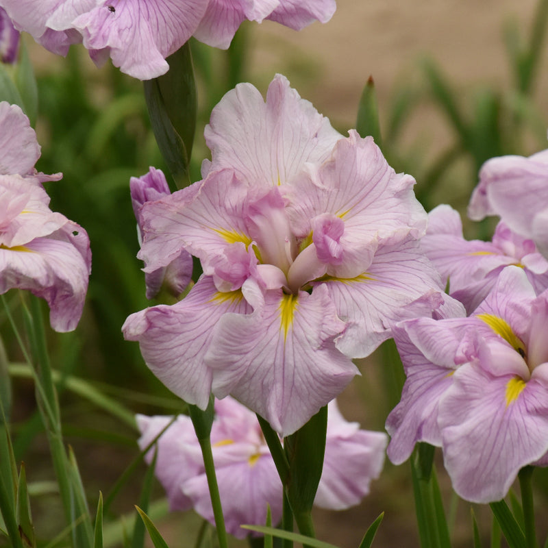 Pinkerton Japanese Iris