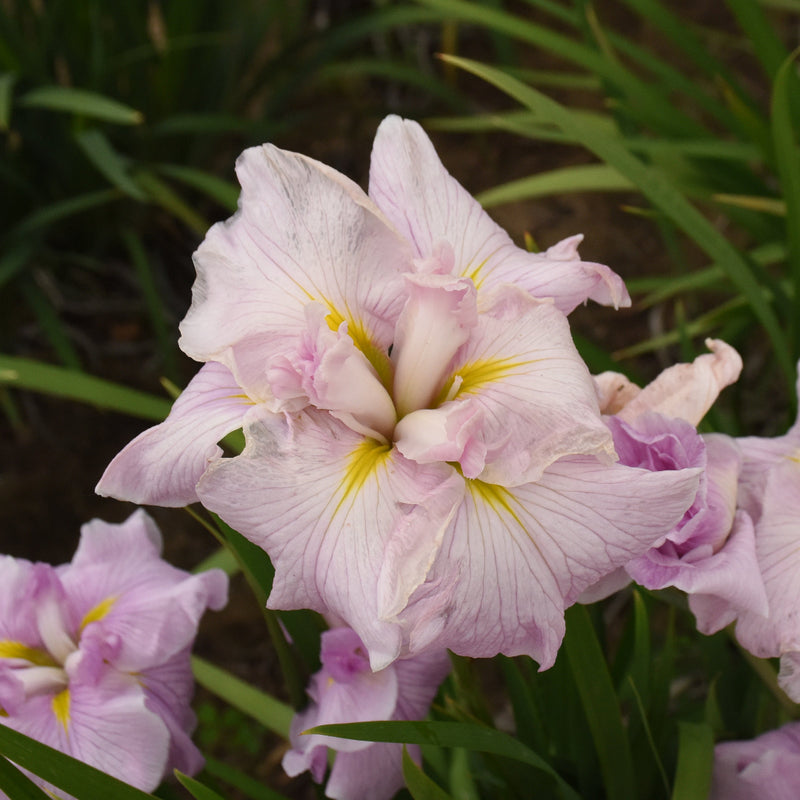 Pinkerton Japanese Iris