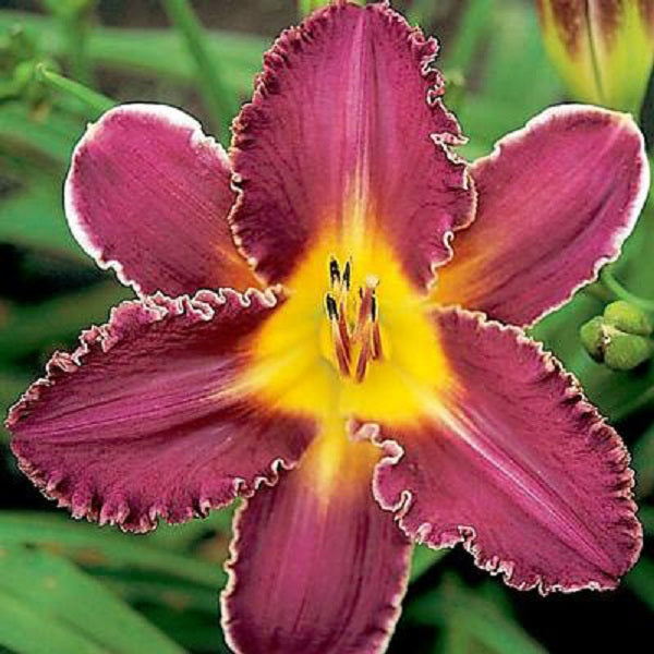 Ivory Edges - Daylily