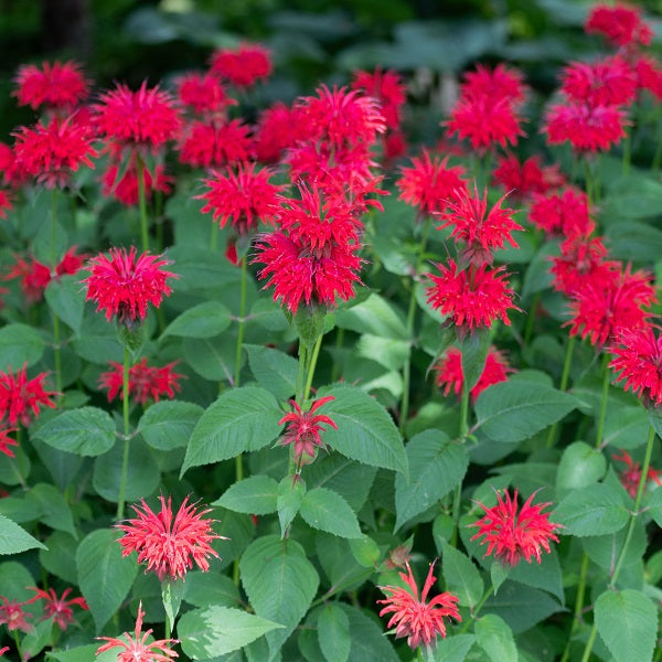 Jacob Cline BeeBalm