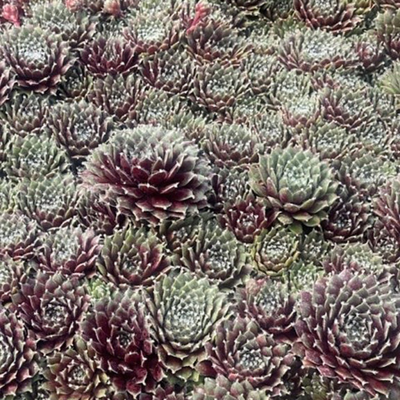 hens and chicks succulents for sale Jade Rose Hen & Chicks Succulent