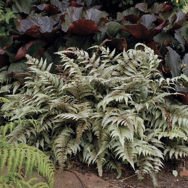 Japanese Painted Lady Fern