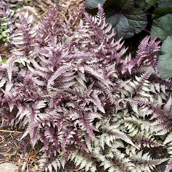 Japanese Painted Fern