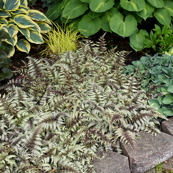 Japanese Painted Fern