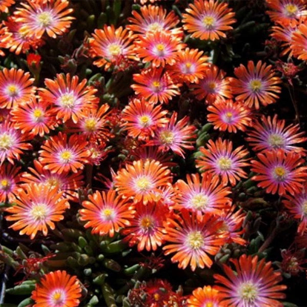 Jewel Of Desert Garnet Ice Plant