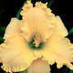 Joyful Soul Daylily