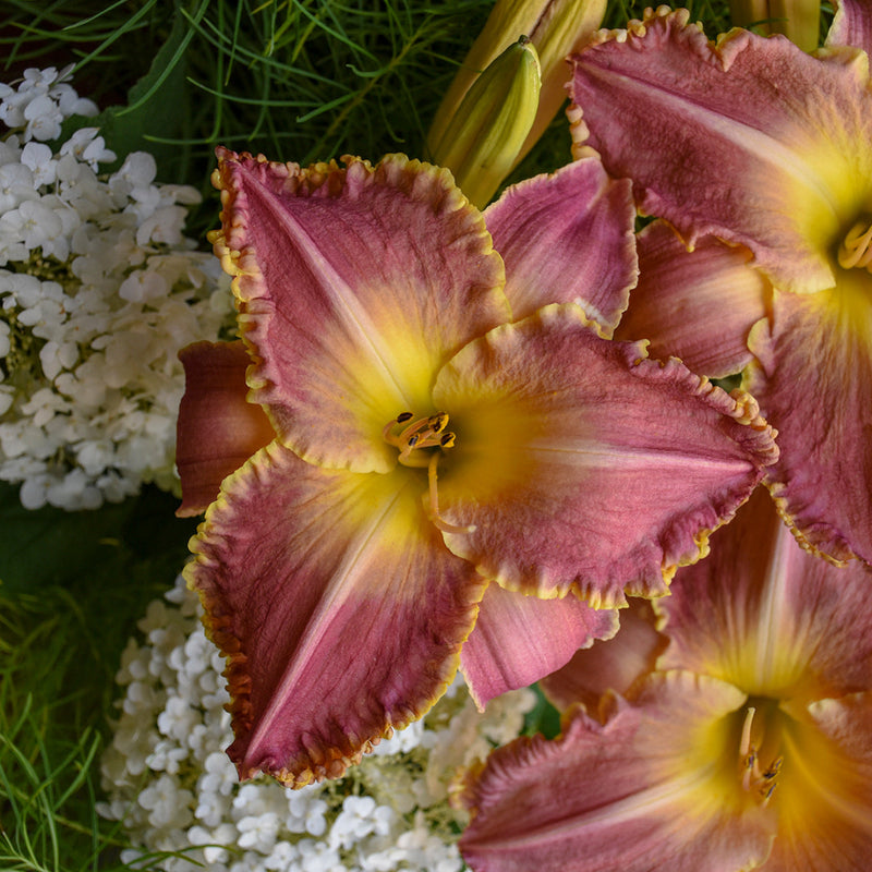 Judy Judy Daylily