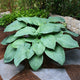 Jurassic Park - Giant Hosta