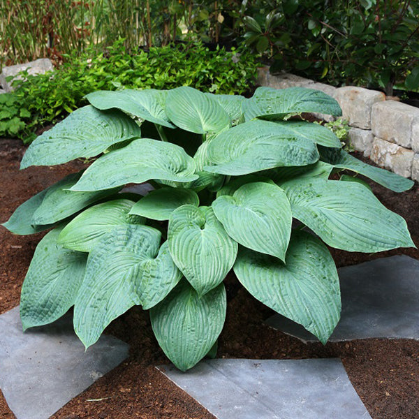 Get Them All Hosta Collection