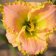 Just a Kiss Goodnight Daylily