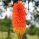 Alcazar Red Hot Poker