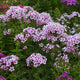 Ka-Pow White Bicolor Garden Phlox