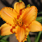 Kenneth Roy - Daylily