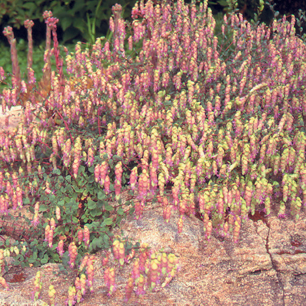 Kent Beauty Ornamental Oregano